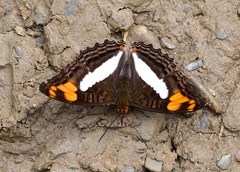 Adelpha erotia