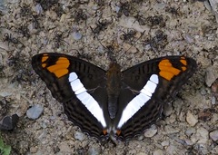 Adelpha erotia