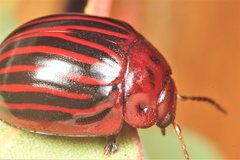 Paropsisterna octolineata