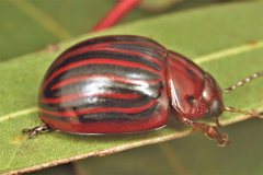 Paropsisterna octolineata