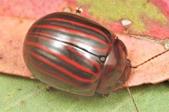 Paropsisterna octolineata