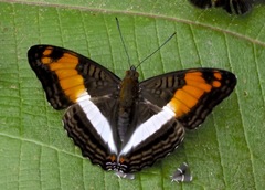 Adelpha delinita
