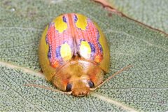 Paropsisterna nobilitata