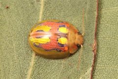 Paropsisterna nobilitata