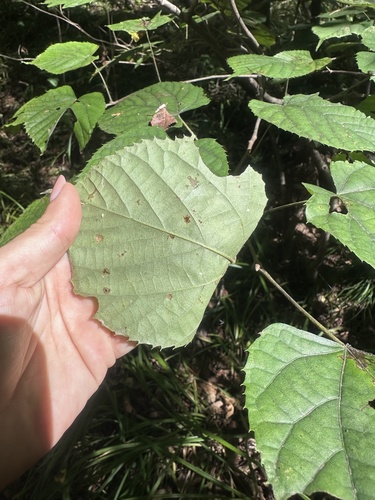 Image of Tilia mandshurica by (c) Tatyana Petrenko, some rights reserved (CC BY)