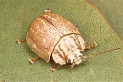 Paropsis deserti