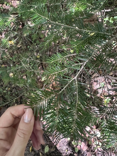 Image of Abies nephrolepis by (c) Tatyana Petrenko, some rights reserved (CC BY)