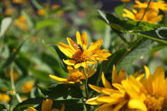 Paranthidium jugatorium