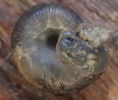 Stenacapha hamiltoni