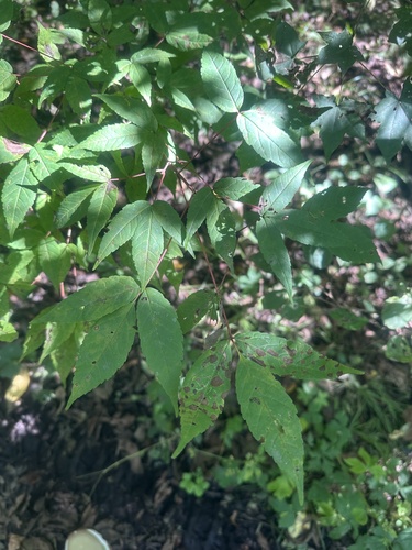Manchurian maple (Acer mandshuricum)