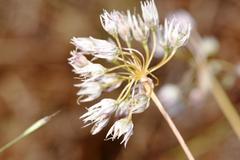Allium nevii