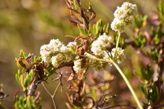 Polistes dorsalis californicus