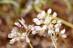 Allium nevii