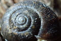 Stenacapha hamiltoni