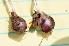 Allium nevii