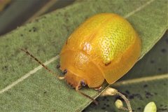 Paropsisterna pictipes