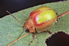 Paropsisterna pictipes