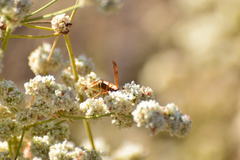 Polistes dorsalis californicus