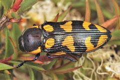 Castiarina octospilota