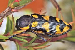 Castiarina octospilota
