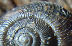 Stenacapha hamiltoni