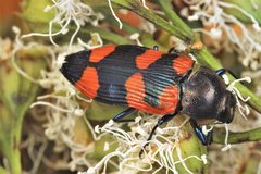Castiarina thomsoni