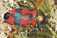 Castiarina delectabilis