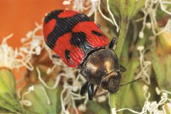 Castiarina delectabilis