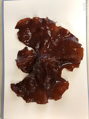 Constantinea subulifera