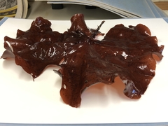 Constantinea subulifera