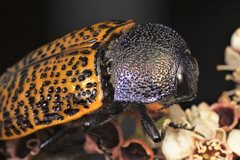 Stigmodera macularia