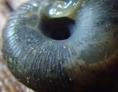 Stenacapha hamiltoni