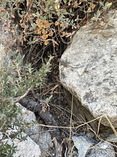 iNaturalist observation photo of Western Fence Lizard