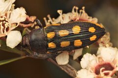 Castiarina xanthopilosa