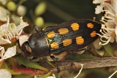 Castiarina xanthopilosa