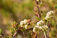 Polistes dorsalis californicus