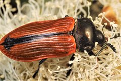 Castiarina rufipennis