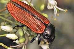Castiarina rufipennis