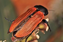 Castiarina rufipennis