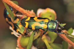 Castiarina flavopicta