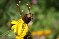 Paranthidium jugatorium