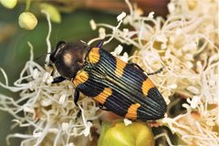 Castiarina imitator
