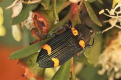Castiarina imitator