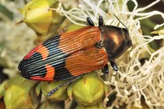Castiarina brutella