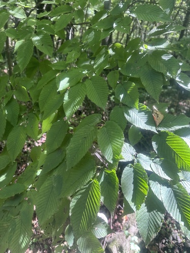 Carpinus cordata, photograph 6