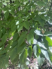 Carpinus cordata, photograph (c) Tatyana Petrenko, some rights reserved (CC BY)