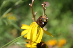 Paranthidium jugatorium