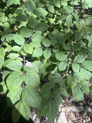 Lonicera praeflorens, photograph 4