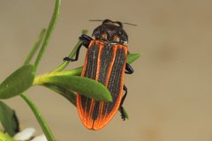 Castiarina praetermissa
