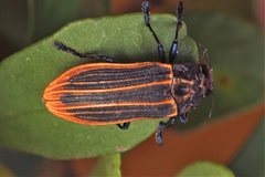 Castiarina praetermissa